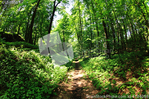 Image of green forest path