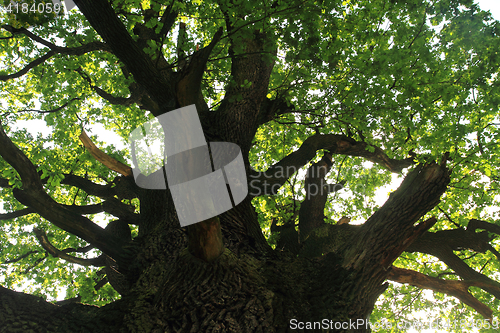 Image of old oak tree