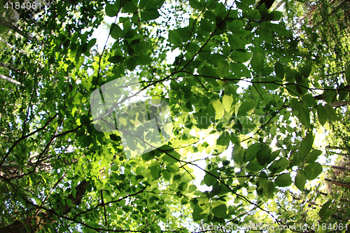 Image of green forest background