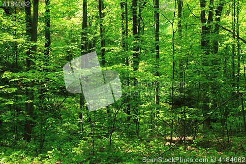 Image of green forest background