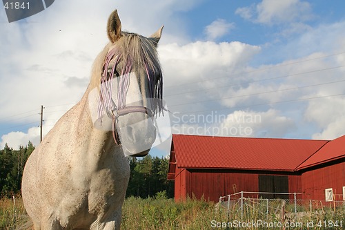 Image of Gambler the horse