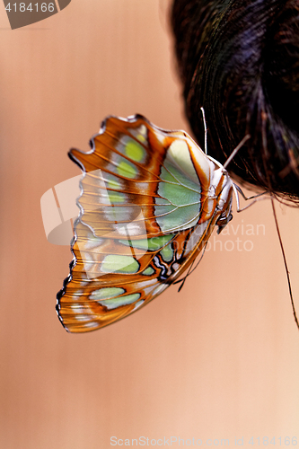 Image of Red lacewing butterfly (lat. Cethosia biblis)