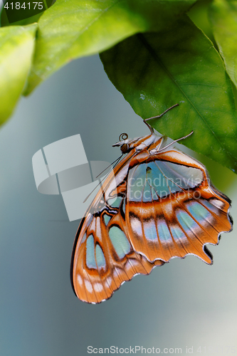 Image of Red lacewing butterfly (lat. Cethosia biblis)