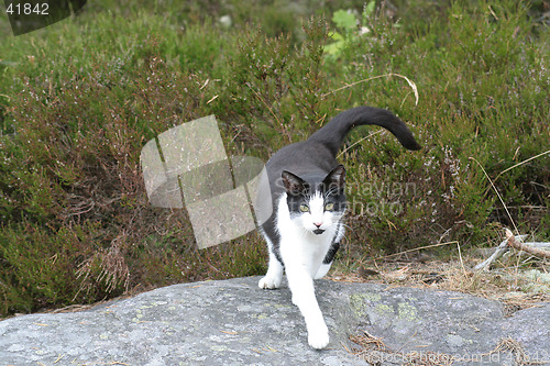 Image of Black and white cat