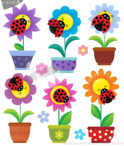 Image of Flowerpots with flowers and ladybugs