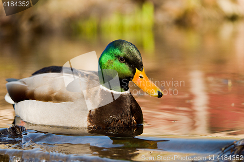 Image of Mallard or wild duck (male)