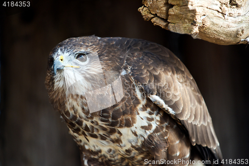 Image of Common buzzard