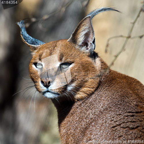 Image of Caracal