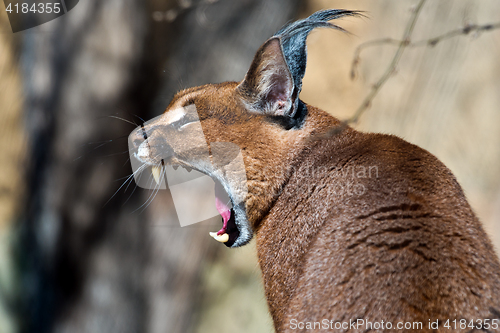 Image of Yawning caracal