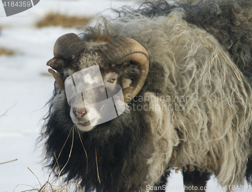 Image of Sheep