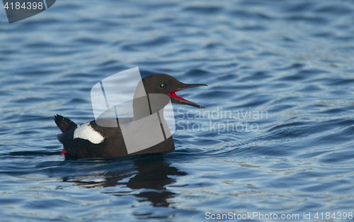 Image of Black Guillemot