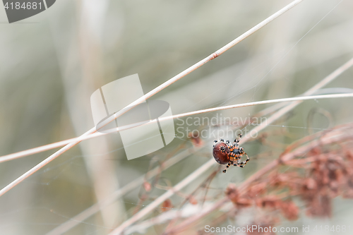 Image of Spider Weaves A Web