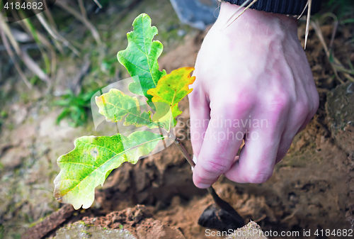 Image of Planting Oak Seedling