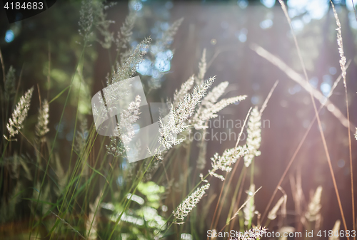 Image of Natural Blurred Bokeh Background