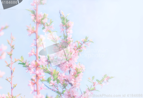 Image of Blurry Spring Floral Background