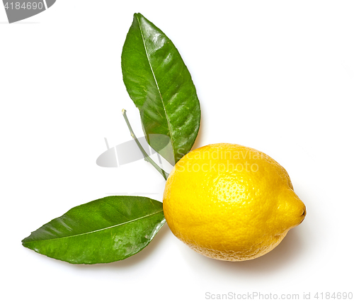 Image of fresh lemon on white background
