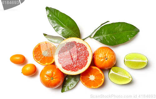 Image of various citrus fruits