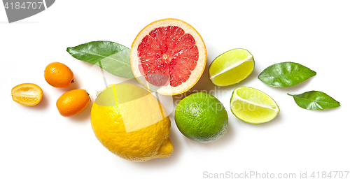 Image of various citrus fruits on white background