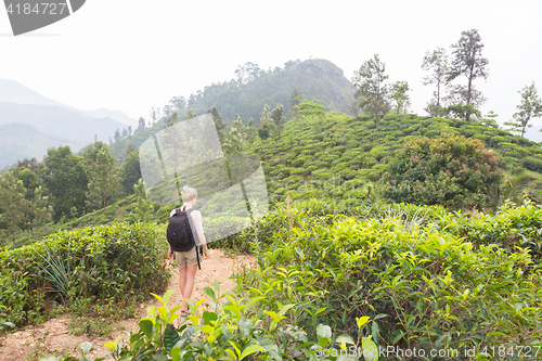 Image of Female tourist enjoying beautiful nature of tea plantations, Sri Lanka.