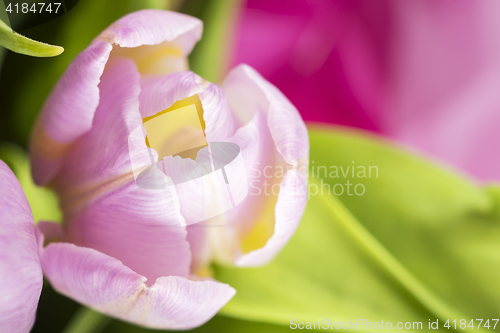 Image of 