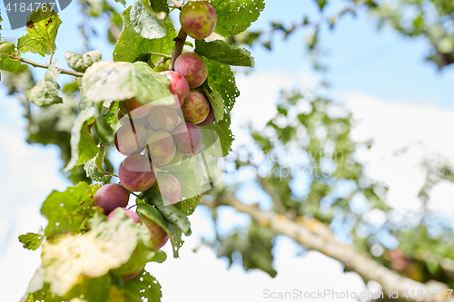 Image of close up of plum tree branch