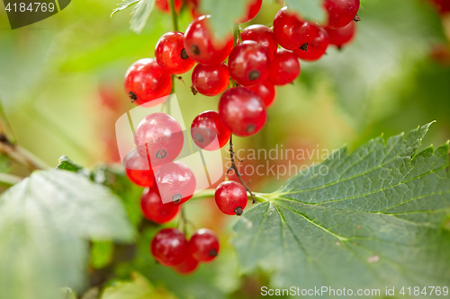 Image of red currant bush at summer garden branch