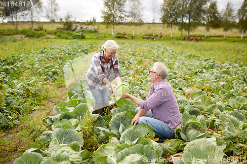 Image of senior couple picking cabbage on farm