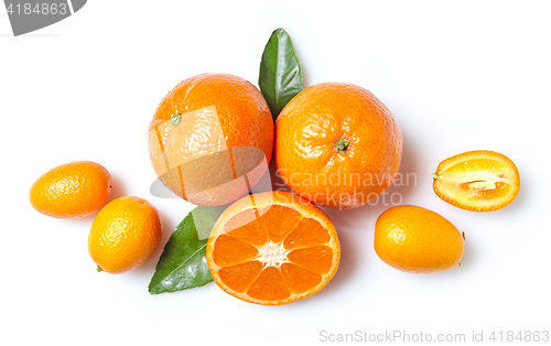 Image of fresh clementines and kumquats