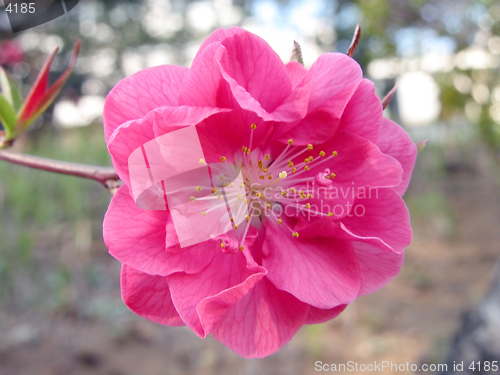 Image of Pink cherry flower