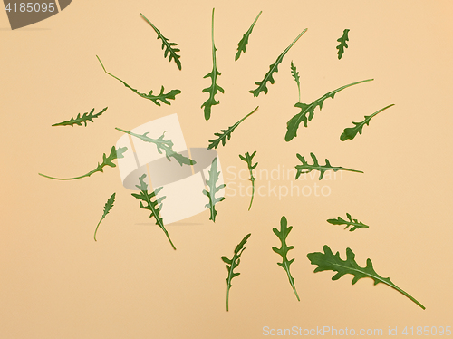 Image of Arugula leaves on beige