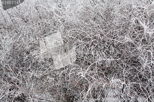 Image of winter rime pattern