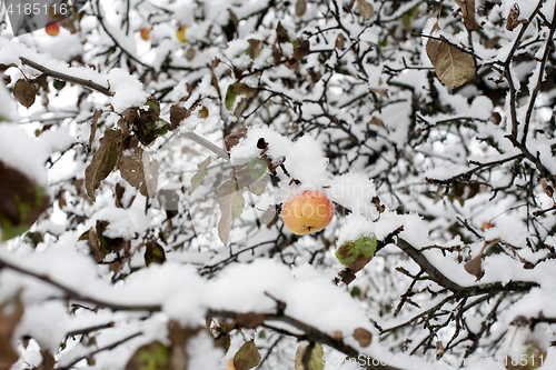Image of apple under snow