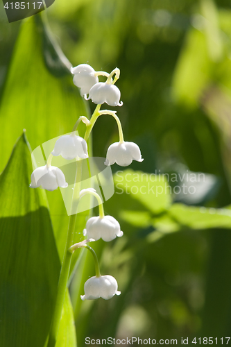 Image of lily-of-the-valley