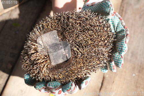 Image of rolled hedgehog