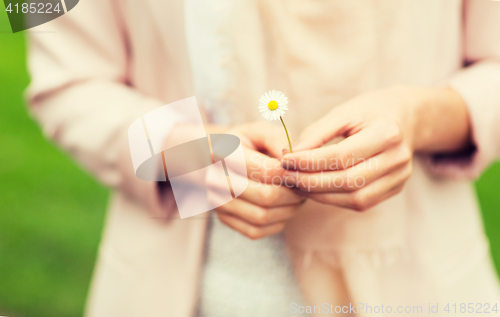 Image of close up of woman hands with daisy flower