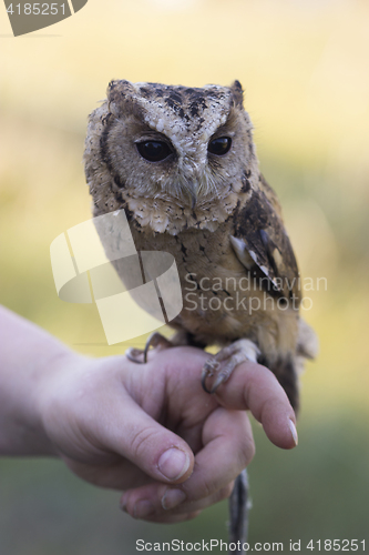 Image of Collared Scops Owl