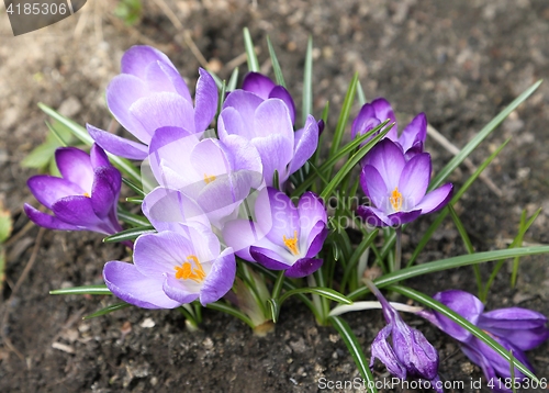 Image of Crocuses.