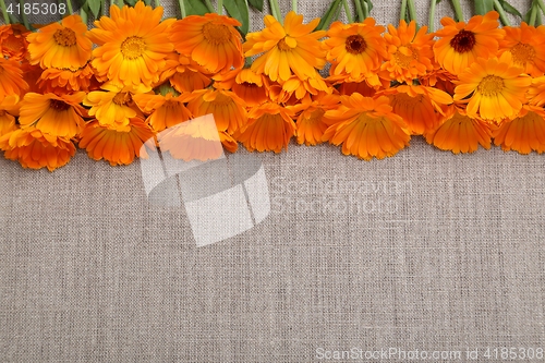 Image of Marigolds.