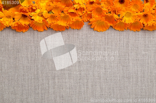 Image of Marigolds.