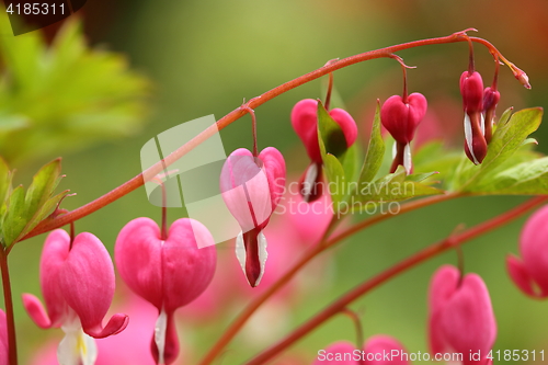 Image of Bleeding heart.