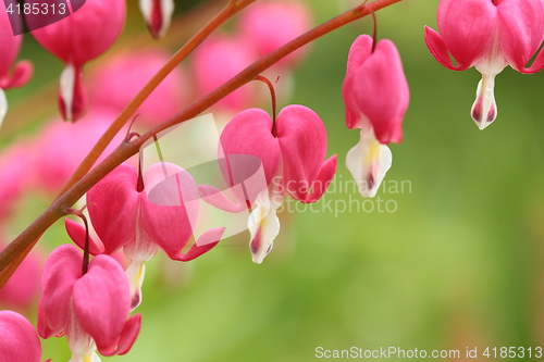 Image of Bleeding heart.