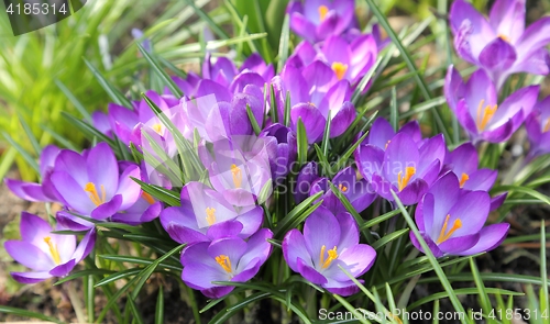 Image of Crocuses.