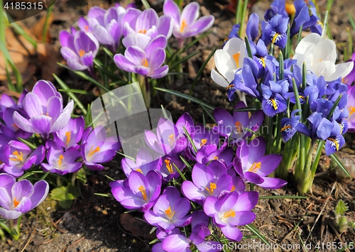 Image of Crocus and Iris pumila