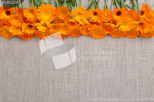 Image of Marigolds.