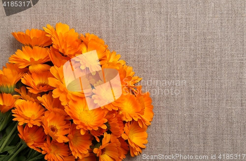 Image of Marigolds.