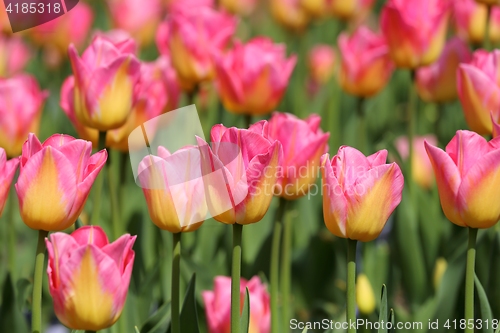 Image of Tulips.