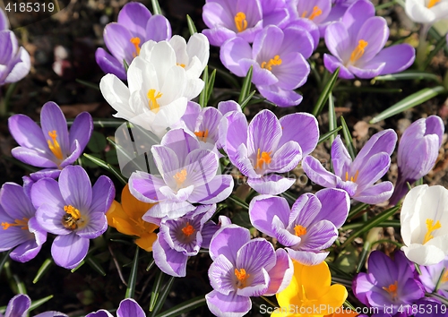 Image of Crocus