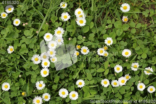 Image of Daisies.