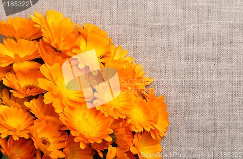 Image of Marigolds.