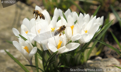 Image of Crocuses.